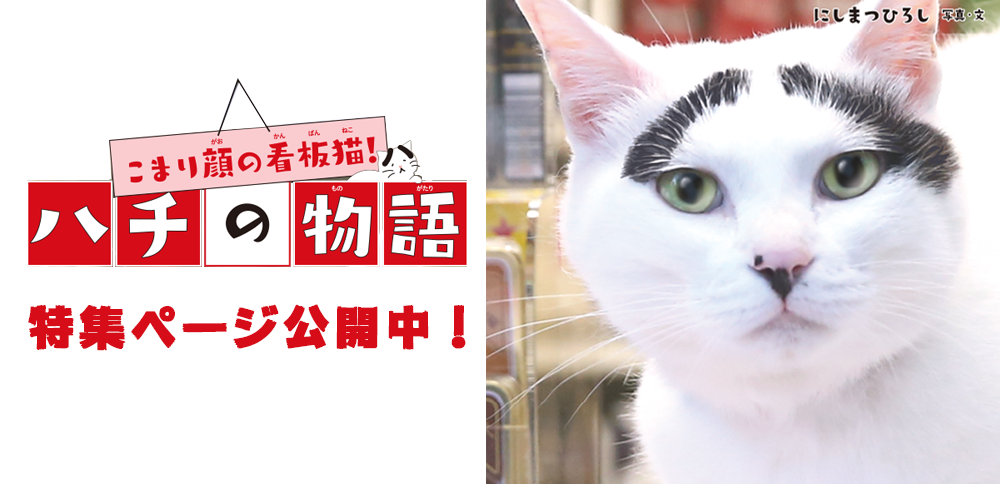 こまり顔の看板猫！ハチの物語